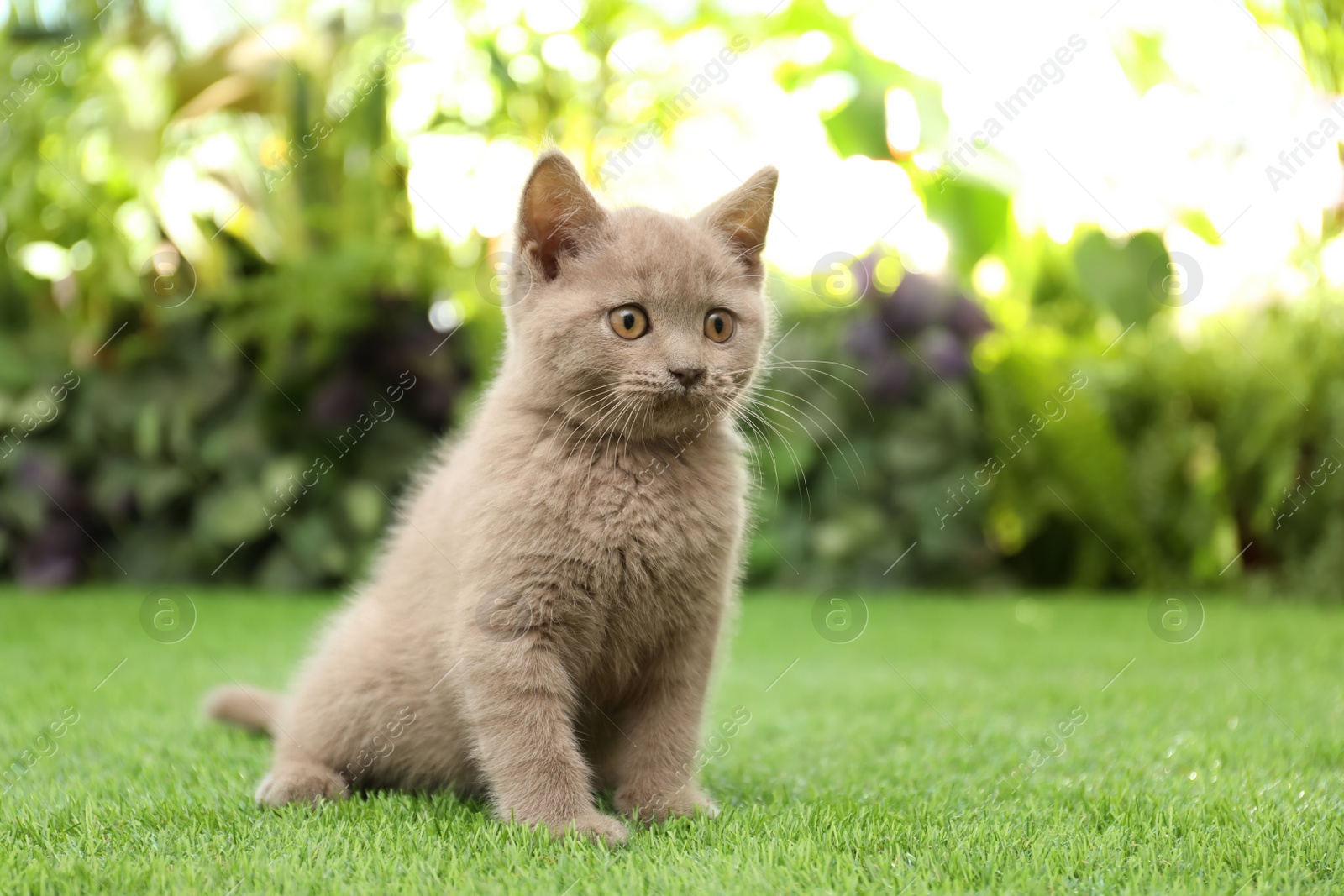 Photo of Scottish straight baby cat playing on green grass