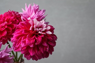 Photo of Beautiful dahlia flowers on grey background, closeup. Space for text