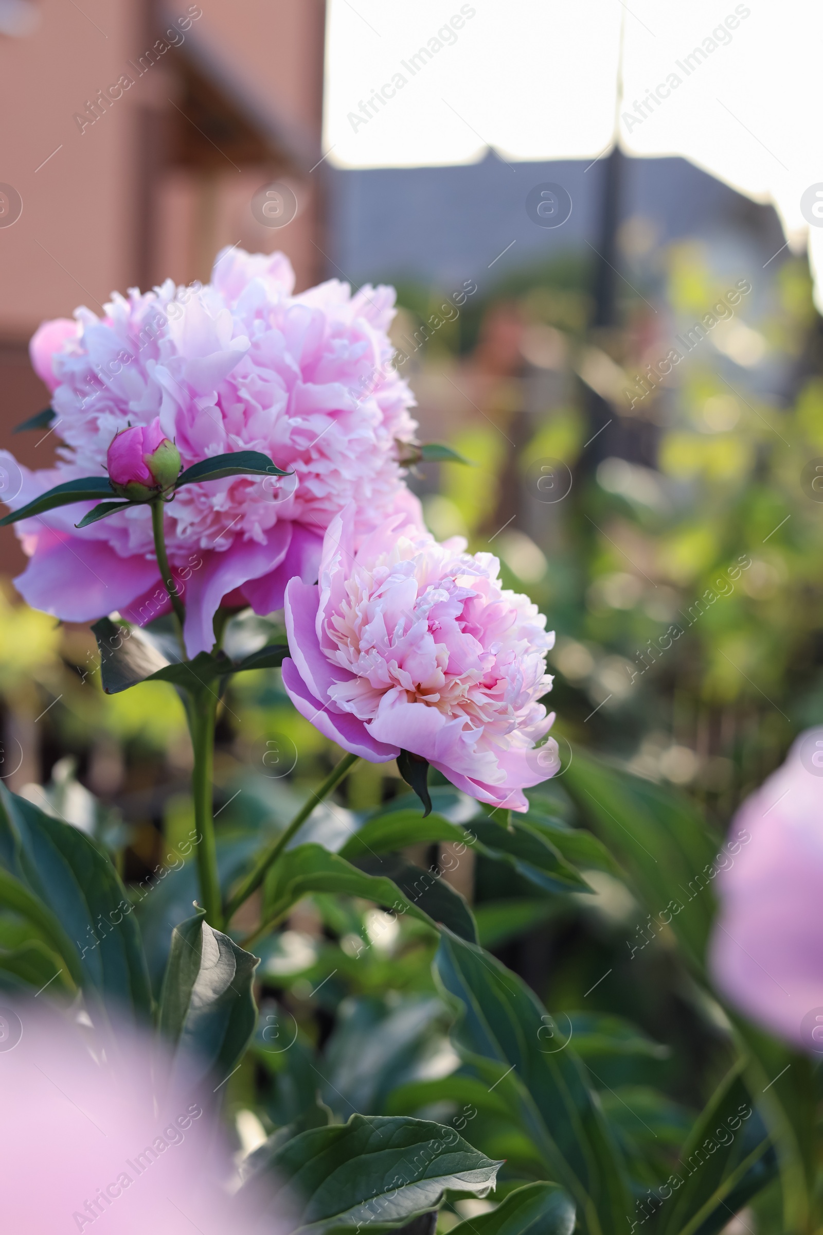 Photo of Blooming peony plant with beautiful pink flowers outdoors, closeup