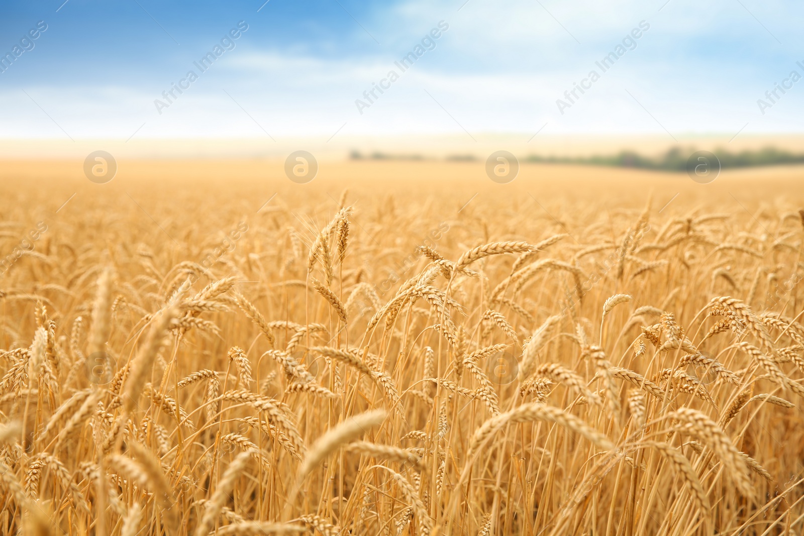 Photo of Wheat grain field on sunny day. Cereal farming