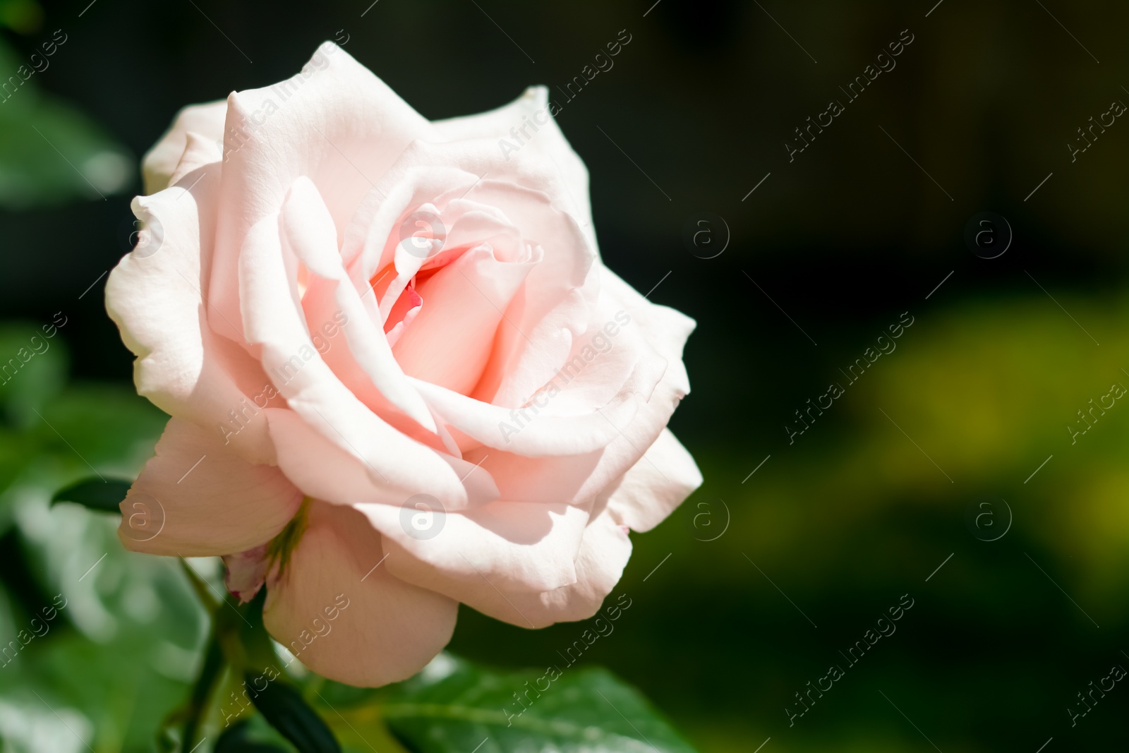 Photo of Beautiful pink rose flower blooming outdoors, closeup. Space for text