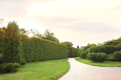 Picturesque landscape with brick path on sunny day. Gardening idea