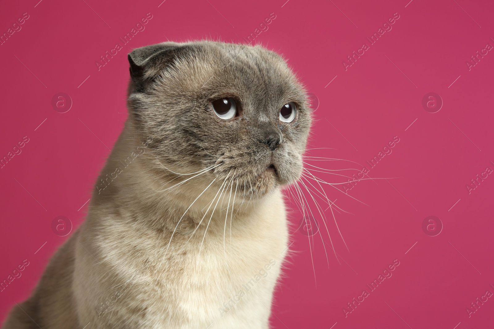 Photo of Cute Scottish fold cat on dark pink background, closeup. Fluffy pet