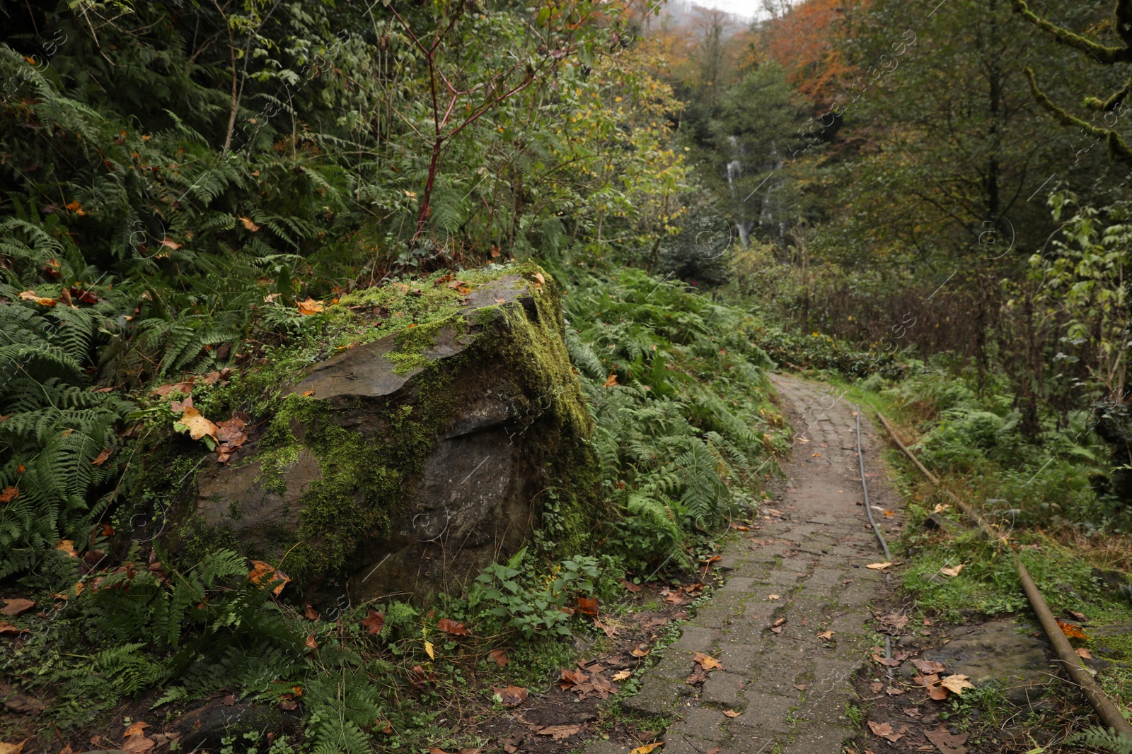 Photo of Beautiful view of pathway, rock and green plants in forest