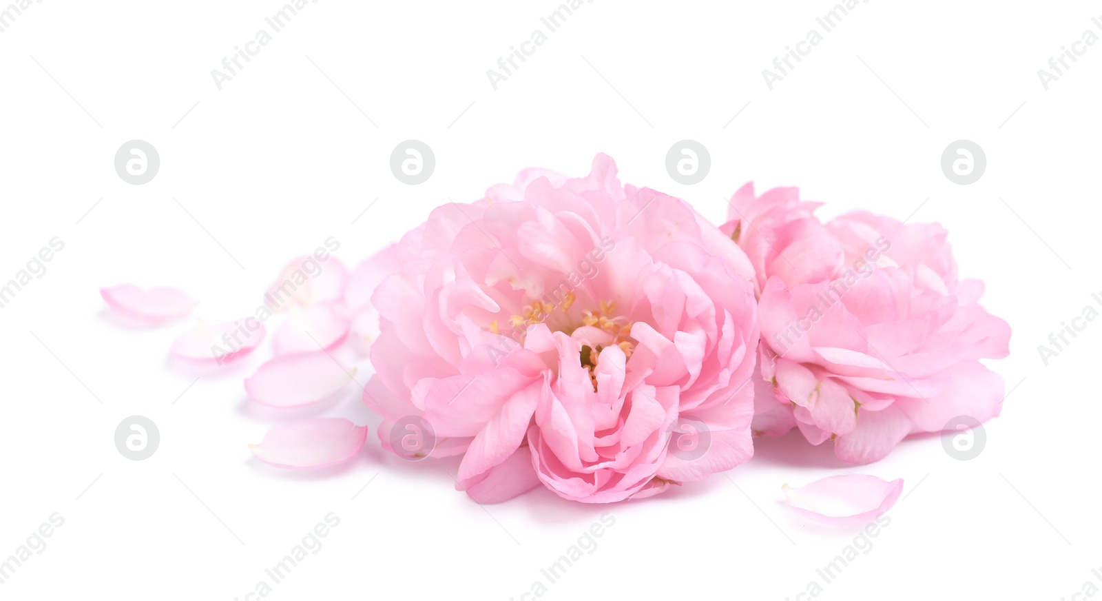 Photo of Beautiful sakura tree flowers and petals on white background