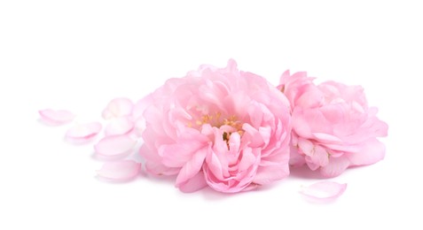 Beautiful sakura tree flowers and petals on white background