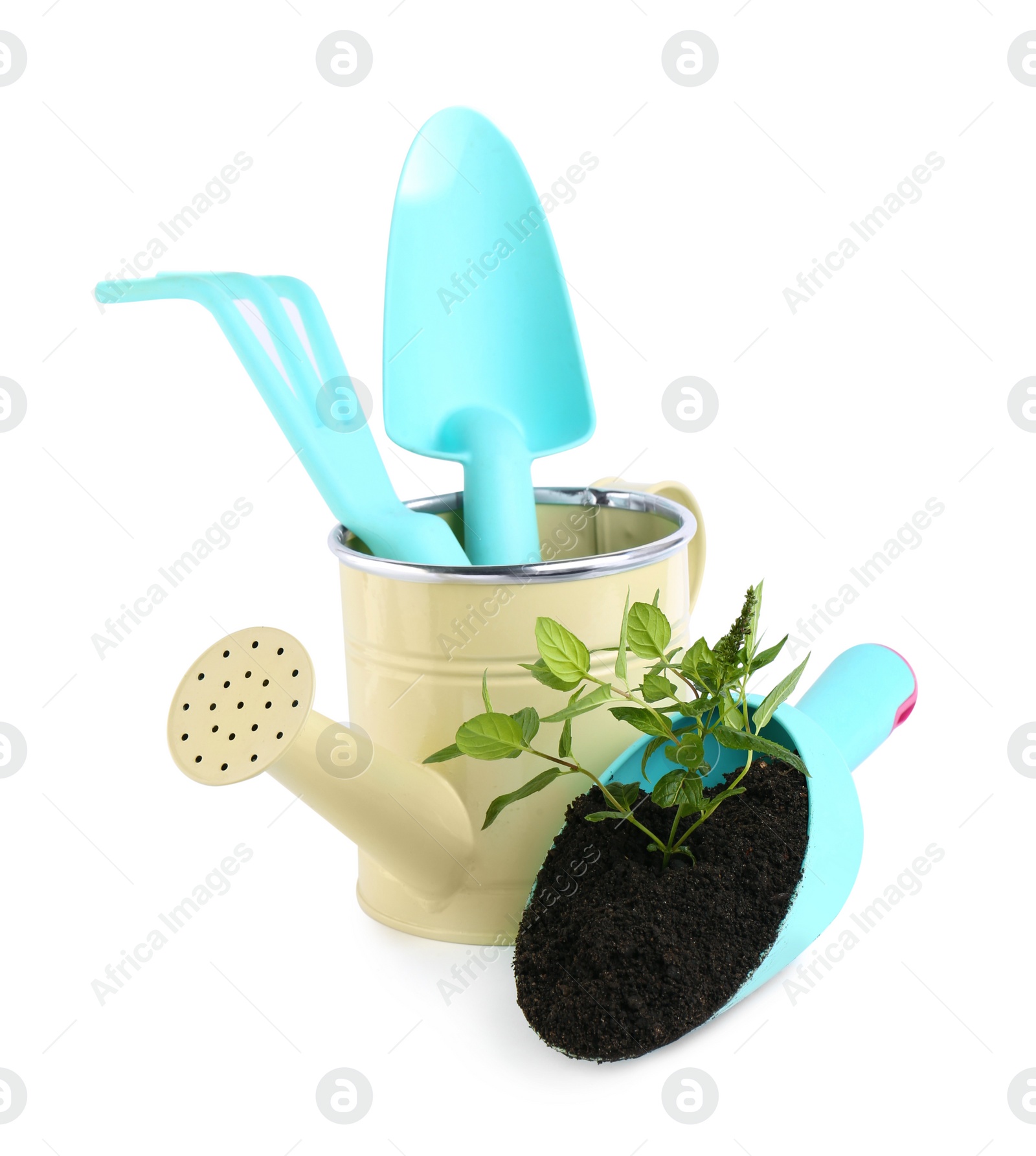 Photo of Watering can, rake and trowels with plant on white background