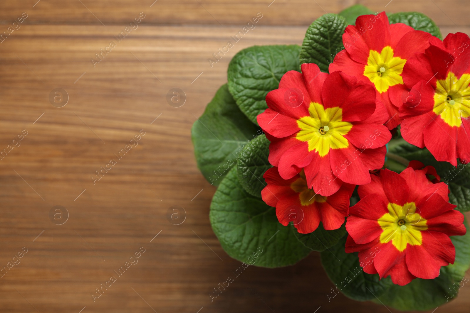 Photo of Beautiful red primula (primrose) flower on wooden background, top view with space for text. Spring blossom