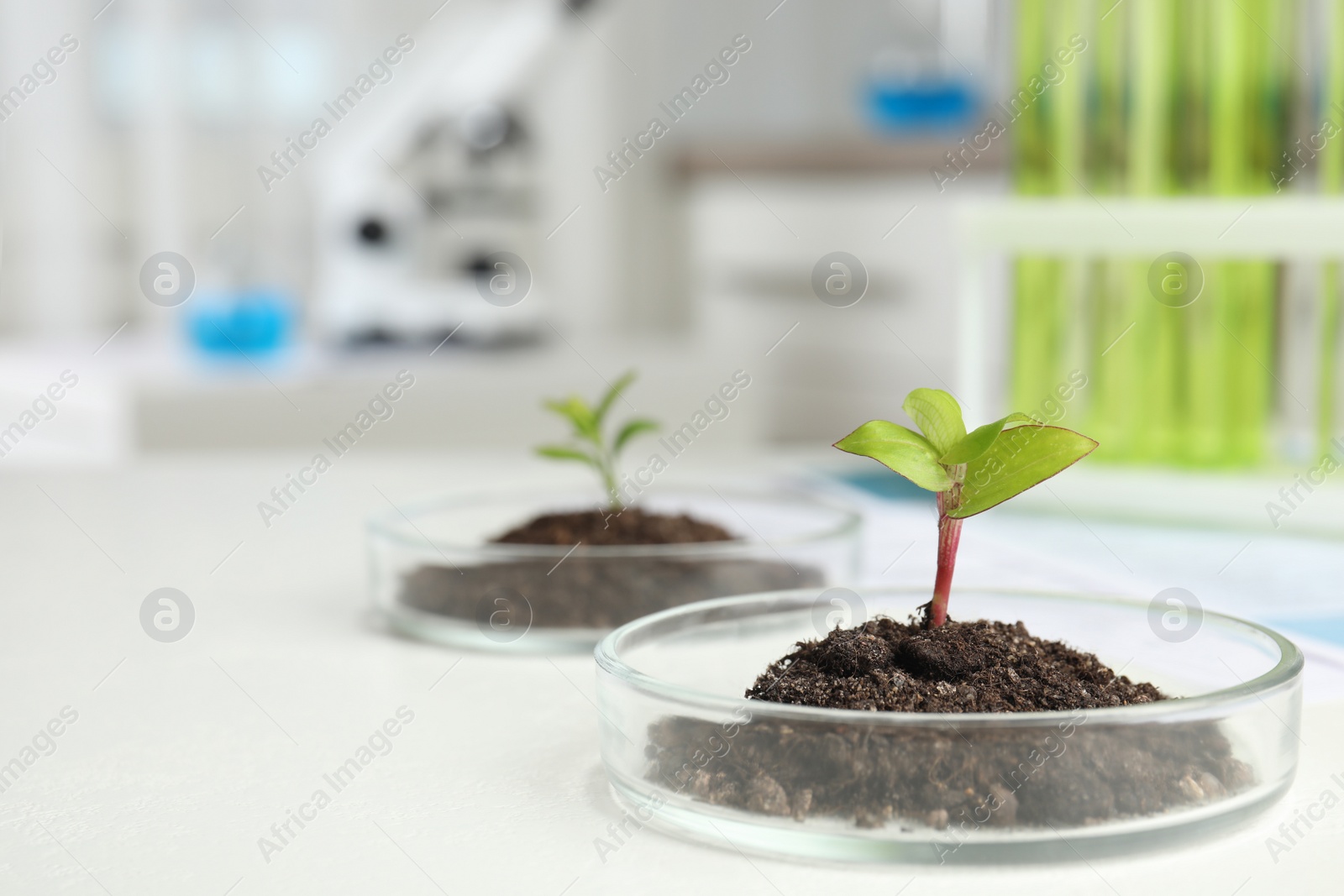 Photo of Petri dish with soil and sprouted plant on white table, space for text. Biological chemistry