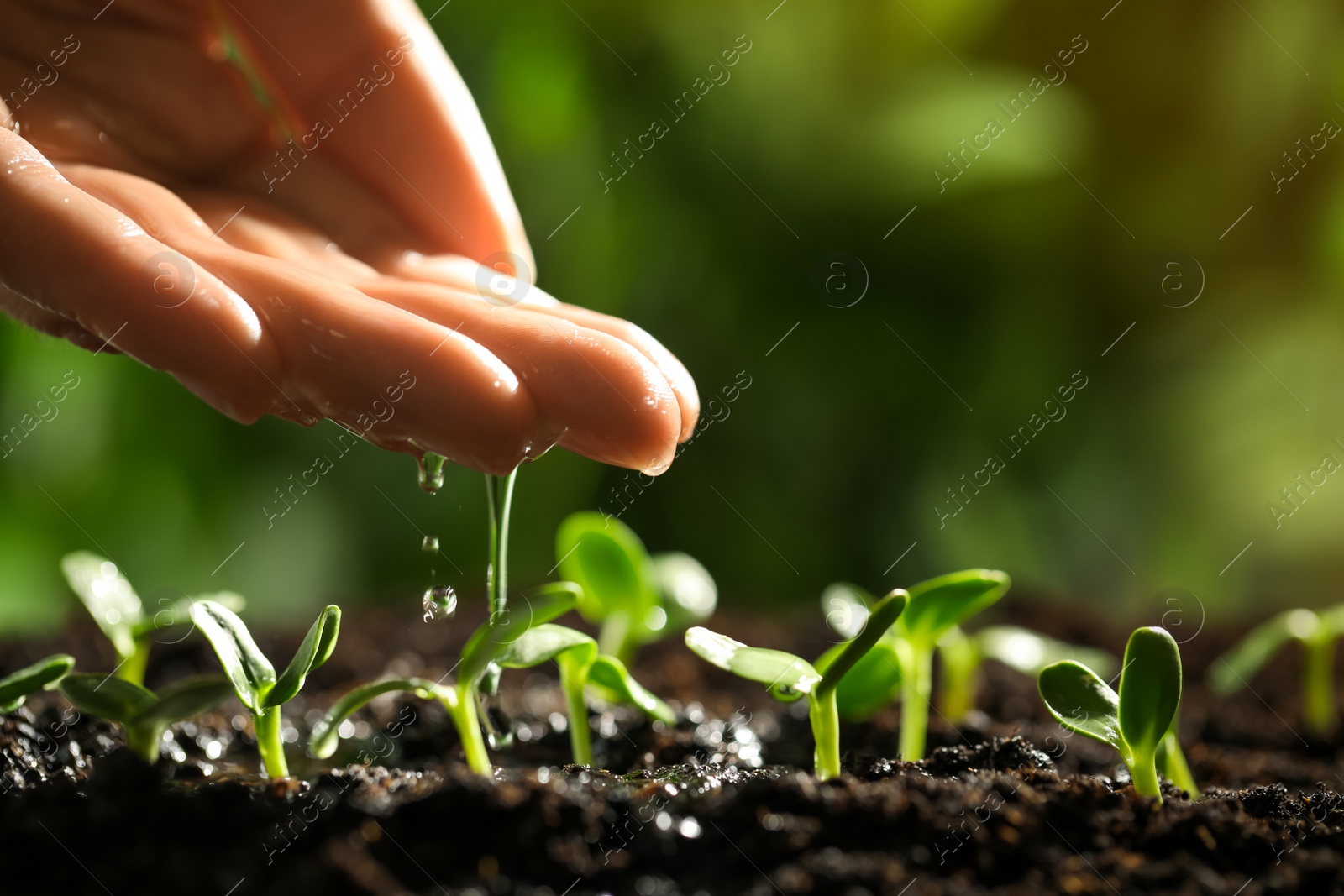 Photo of Woman pouring water on young seedling in soil outdoors, closeup
