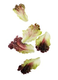 Image of Many oakleaf lettuce leaves falling on white background