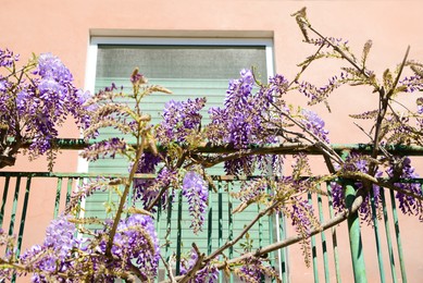 Metal balcony railing overgrown with beautiful blossoming wisteria vine on sunny day, low angle view