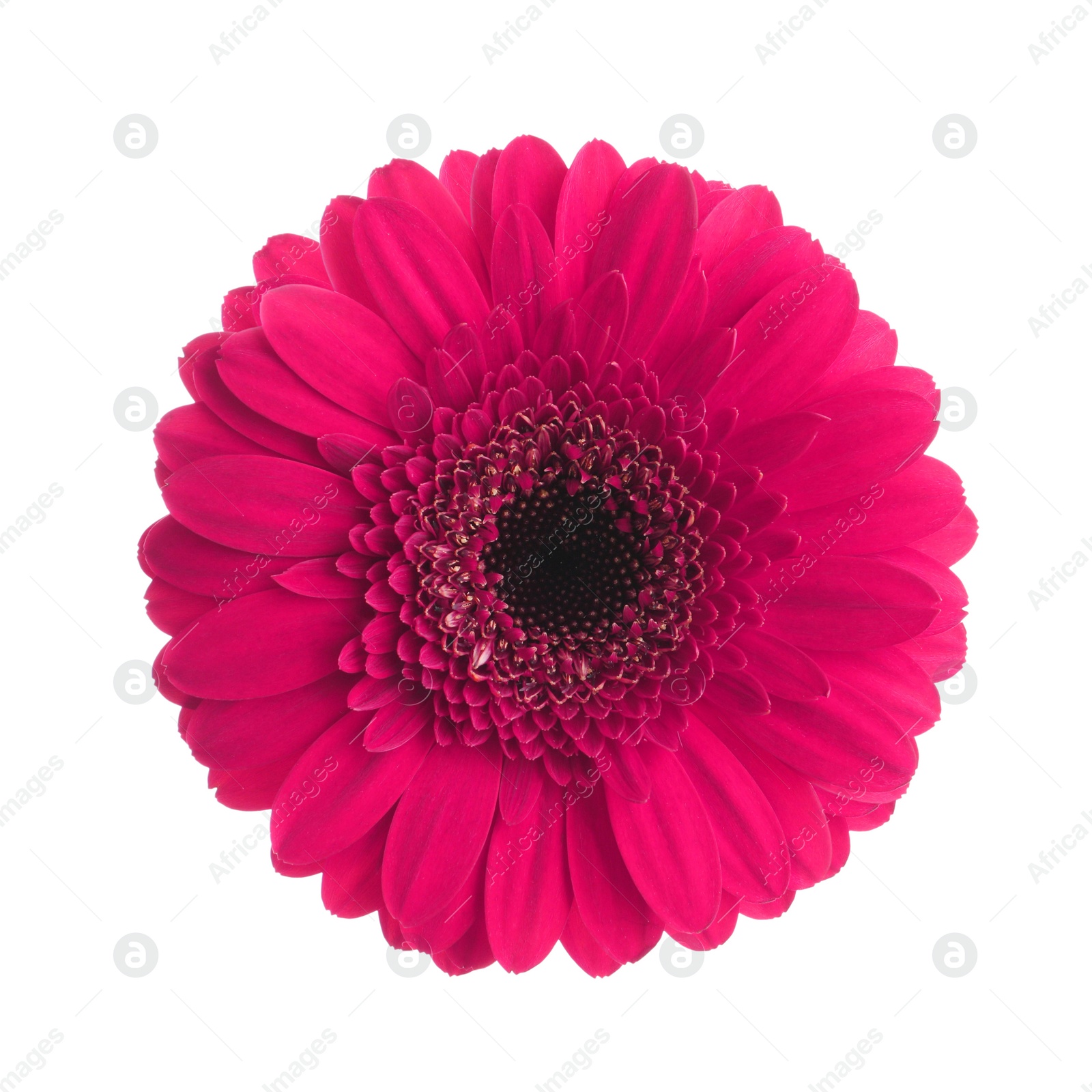 Image of Beautiful pink gerbera flower on white background