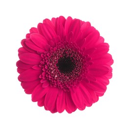 Image of Beautiful pink gerbera flower on white background