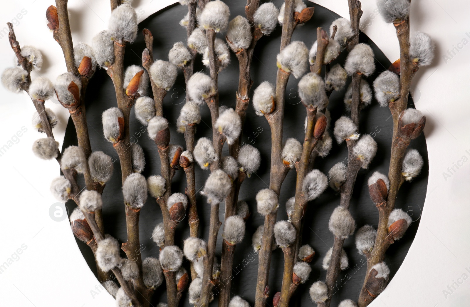 Photo of Beautiful blooming willow branches in paper frame on grey table, flat lay