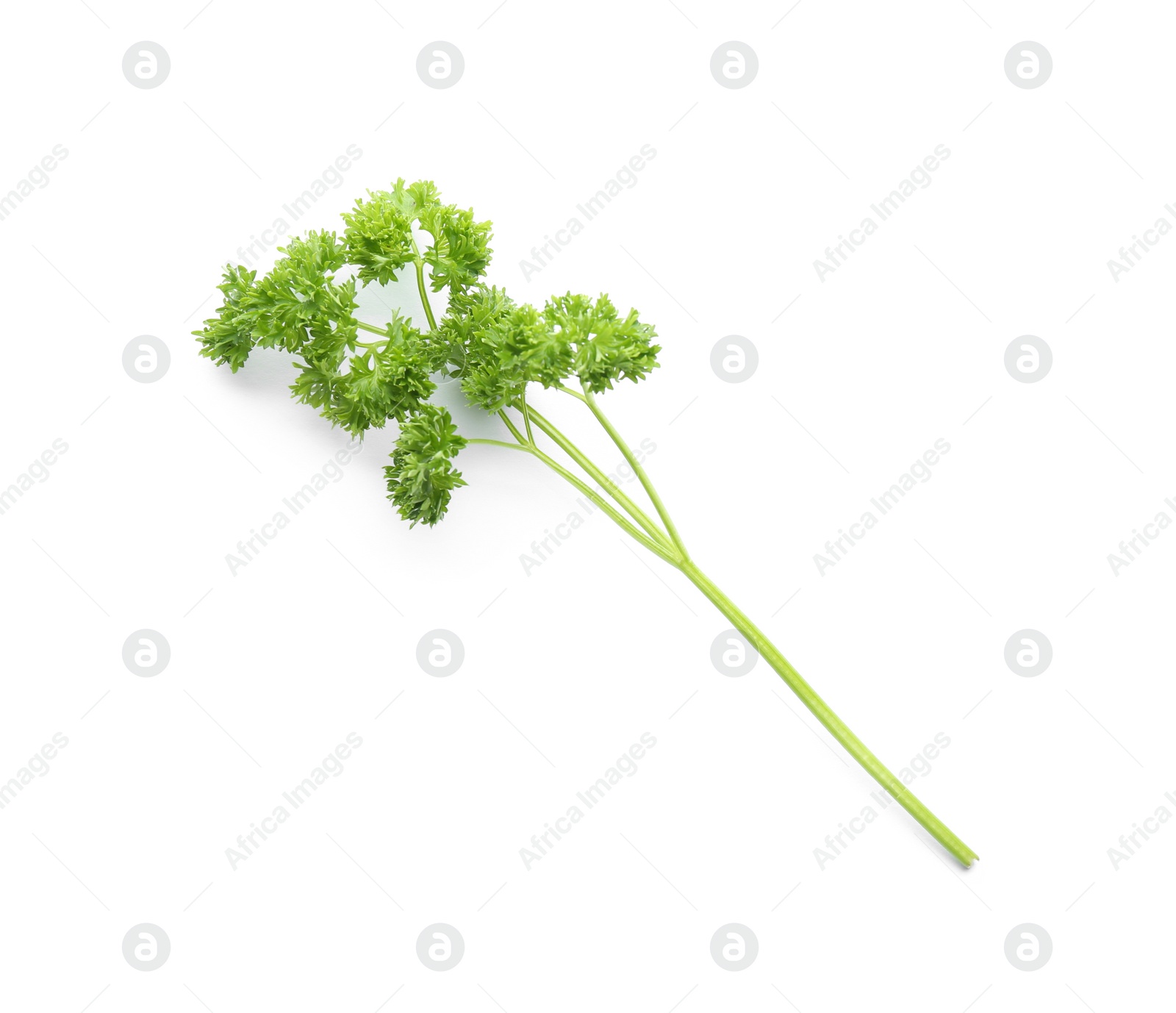 Photo of Fresh green curly parsley on white background