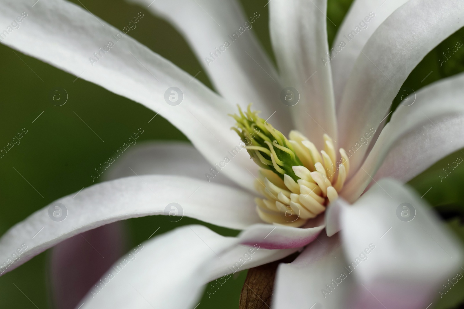 Photo of Beautiful magnolia flower on blurred background, closeup