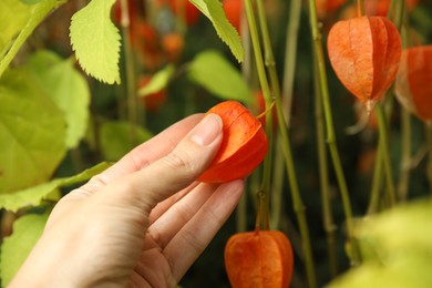 Photo of Woman taking ripe physalis from bush, closeup