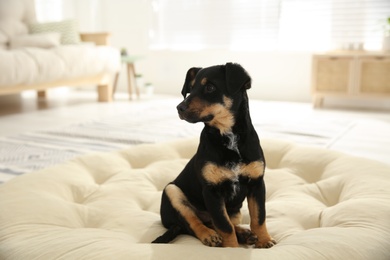 Cute little puppy sitting on soft pillow indoors