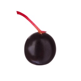 Photo of One black elderberry (Sambucus) isolated on white