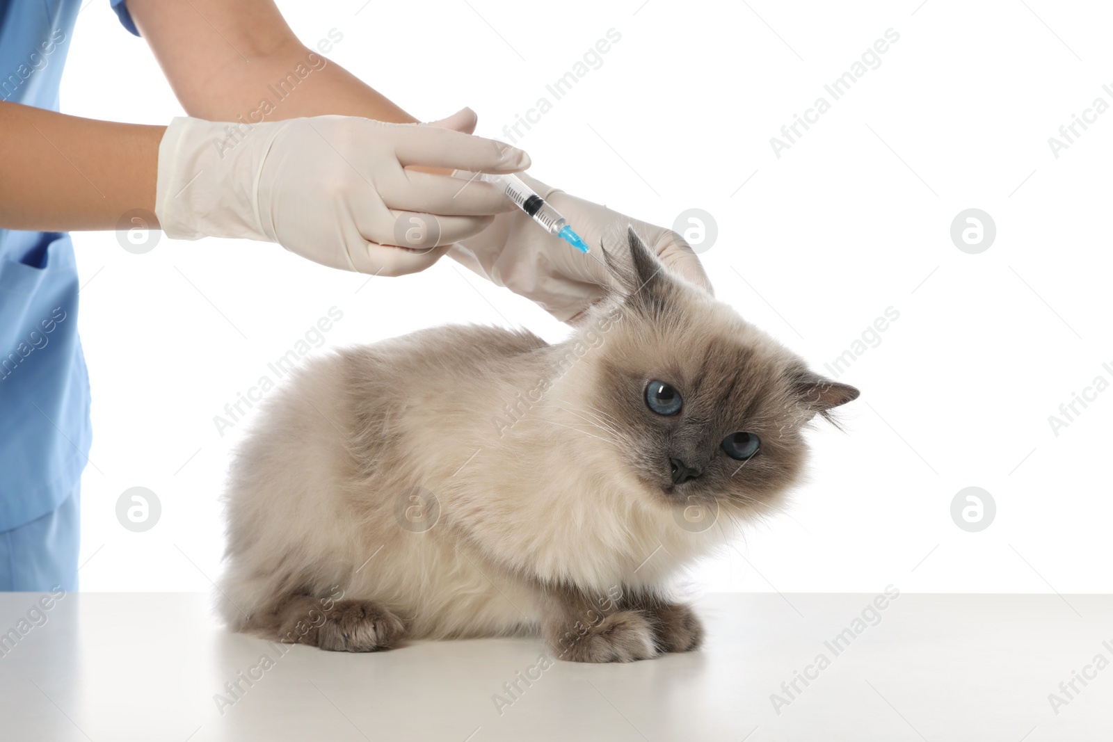 Photo of Professional veterinarian vaccinating cat on white background, closeup