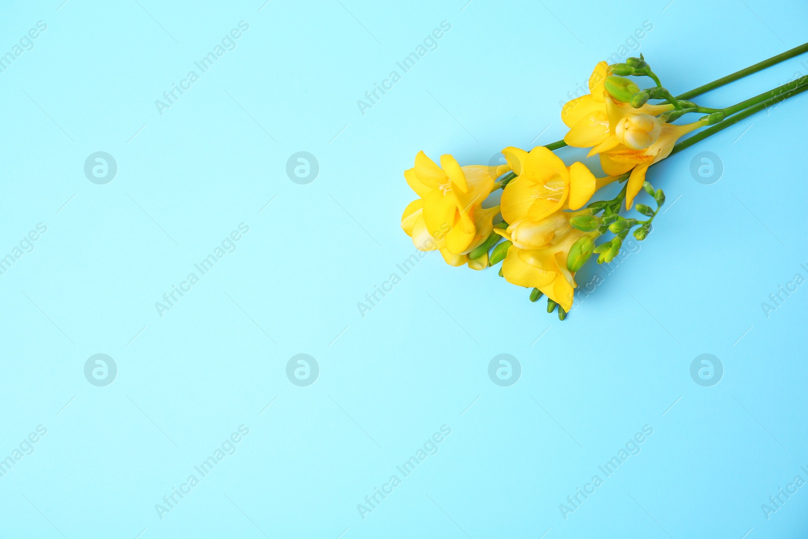 Photo of Beautiful freesia flowers on color background