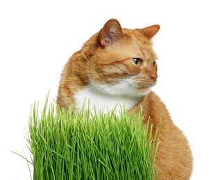 Cute ginger cat and potted green grass on white background