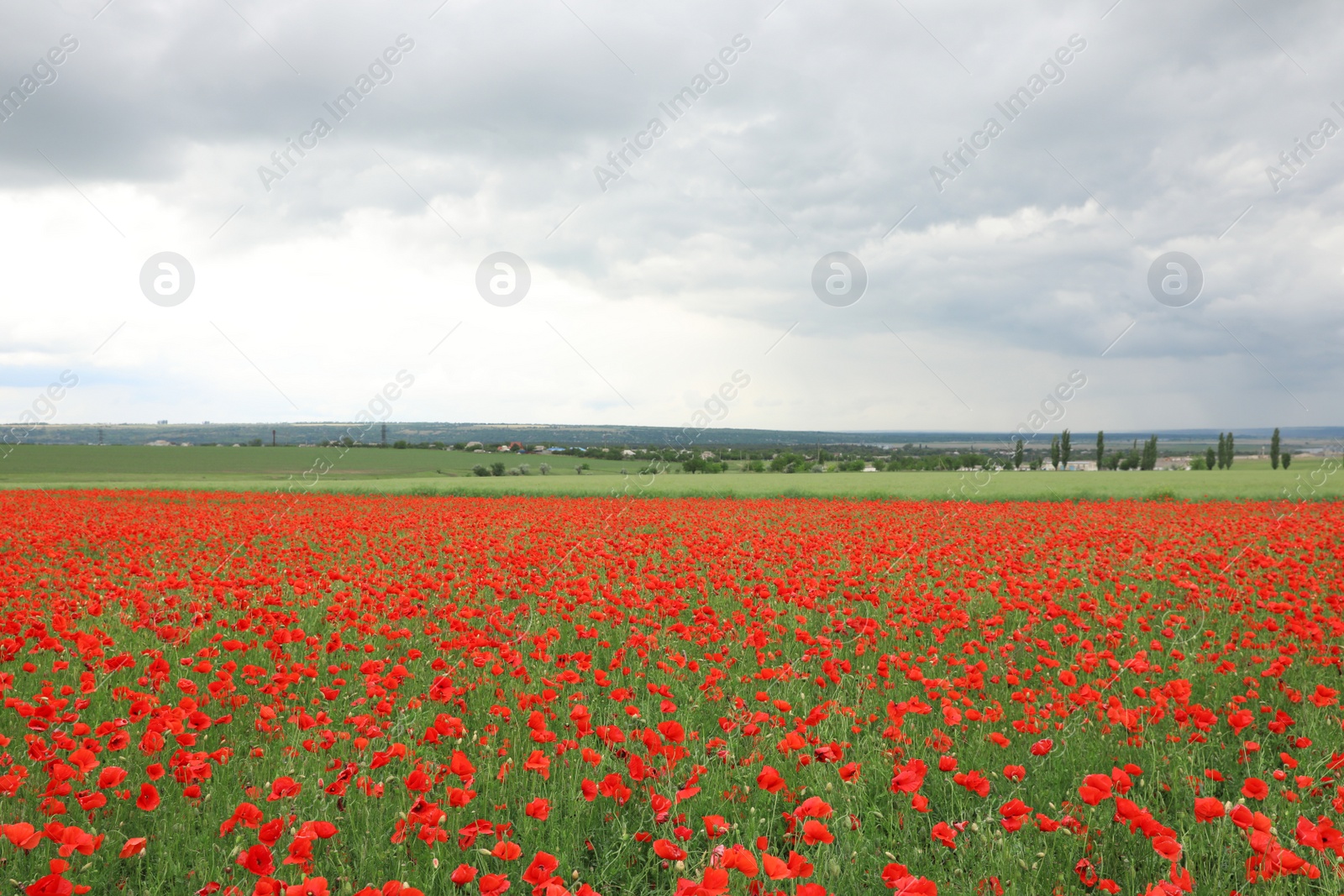 Photo of Beautiful red poppy flowers growing in field