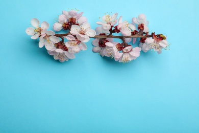 Beautiful blossoming branch with fresh spring flowers on color background, top view. Space for text