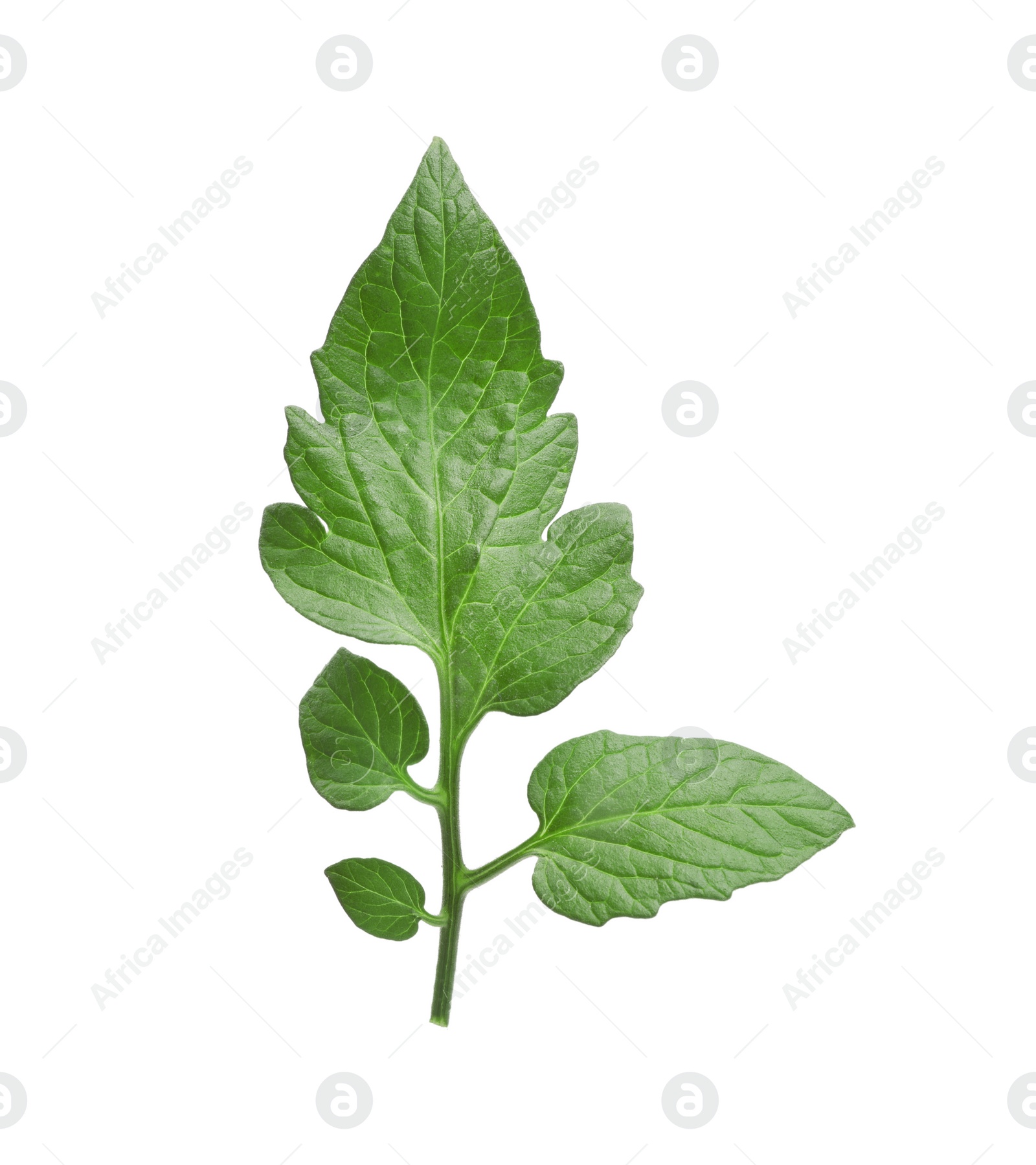 Photo of Branch of tomato plant with leaves isolated on white