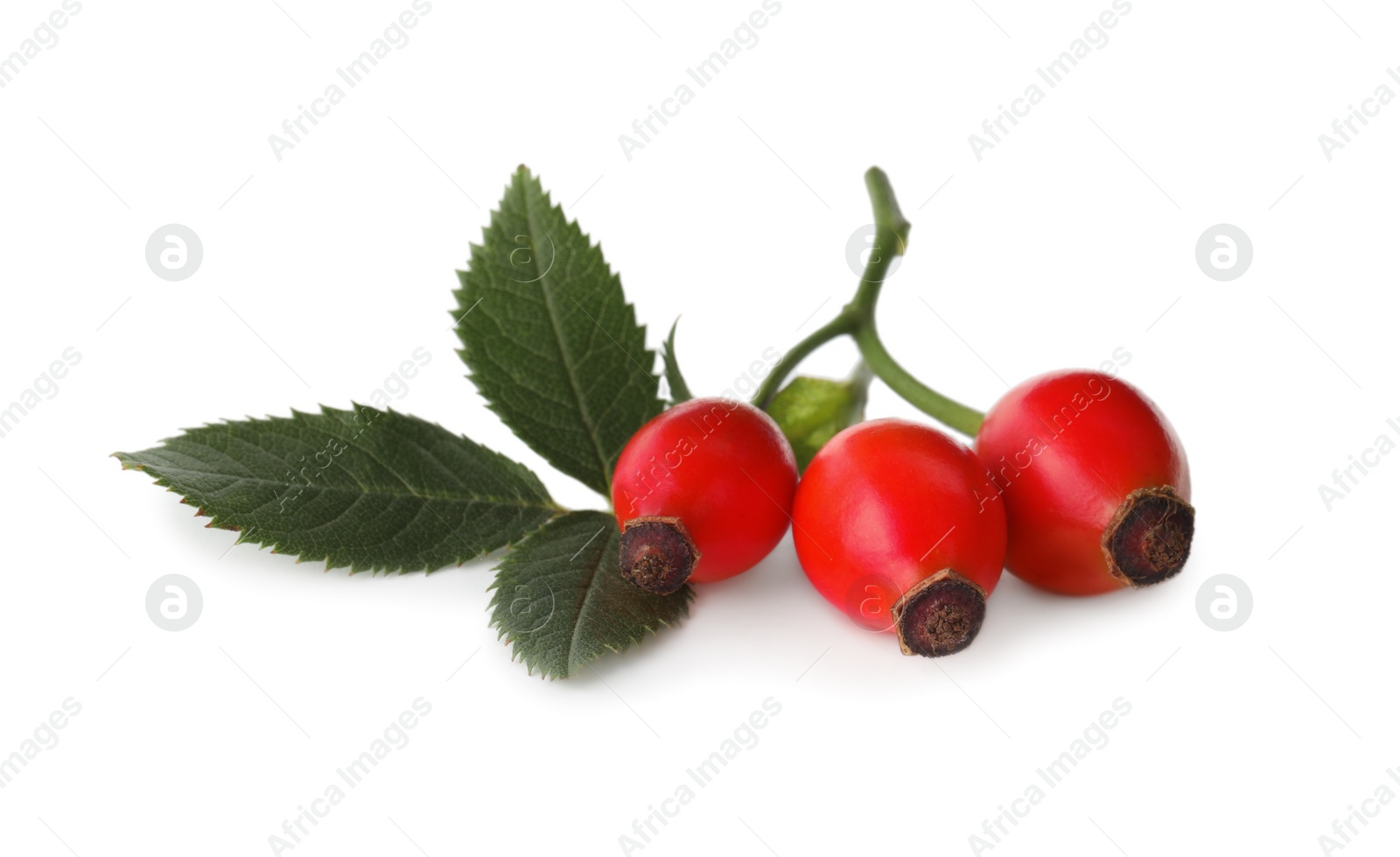 Photo of Ripe rose hip berries with leaves on white background