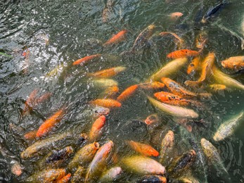 Photo of Many golden carps swimming in water outdoors