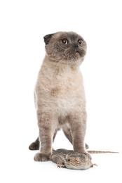 Cute Scottish fold cat and bearded lizard on white background. Funny pets