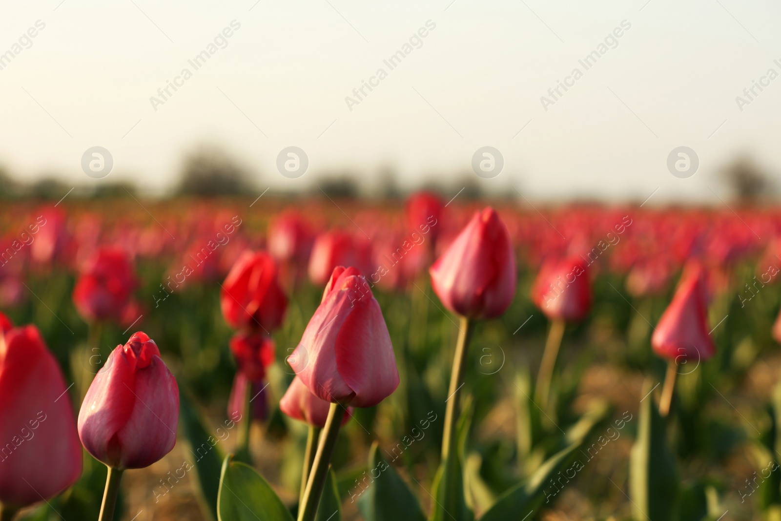 Photo of Field with fresh beautiful tulips. Blooming flowers