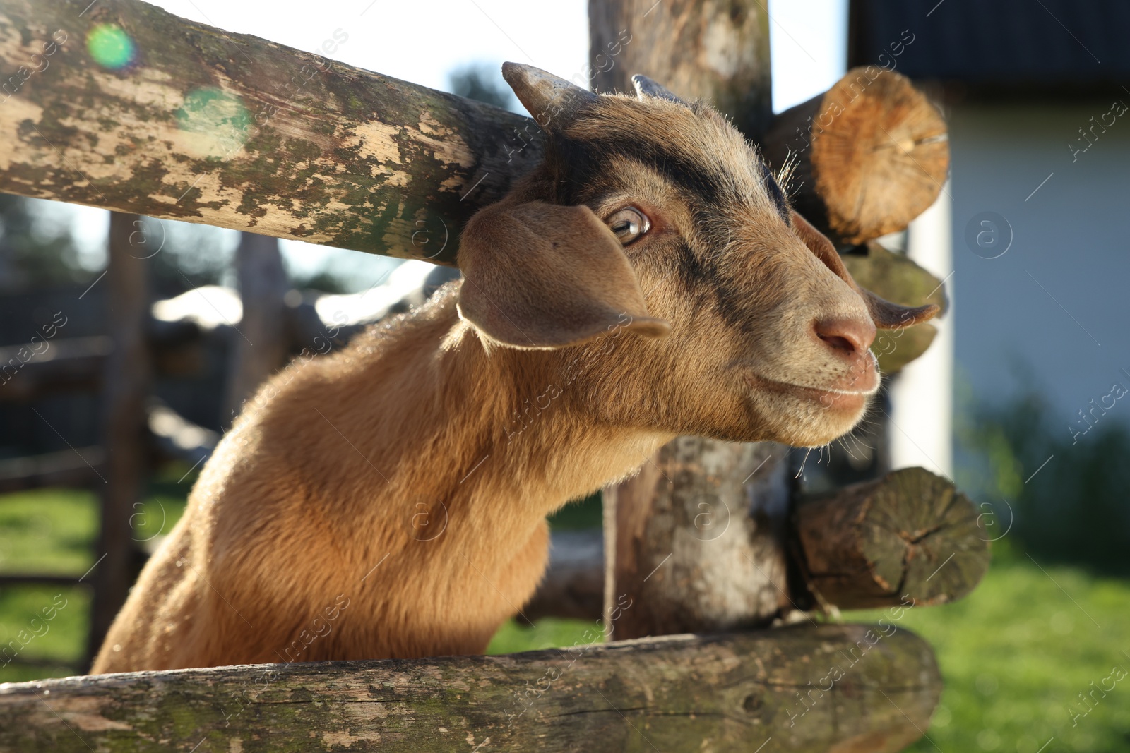 Photo of Cute goat inside of paddock at farm