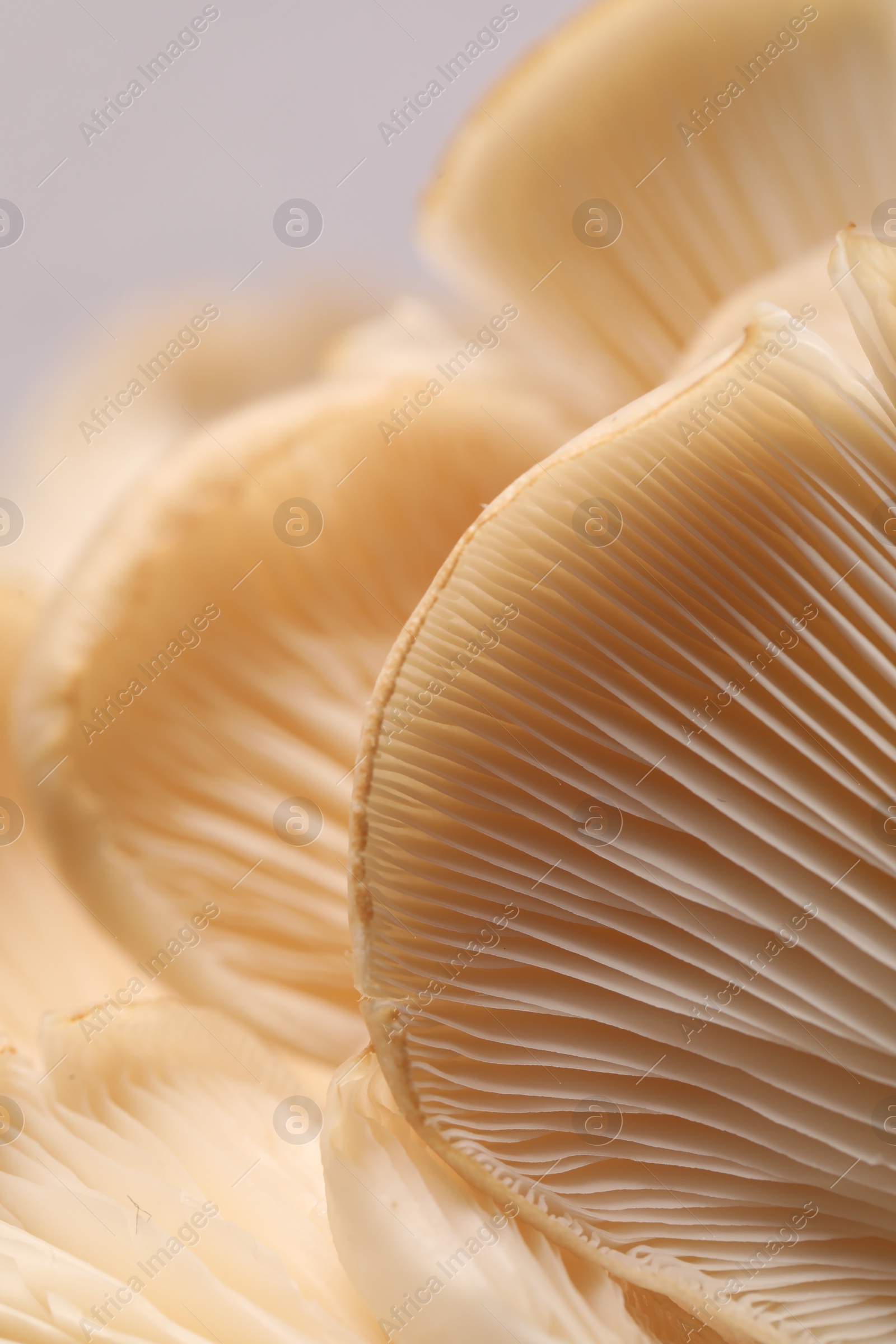 Photo of Fresh oyster mushrooms on grey background, macro view