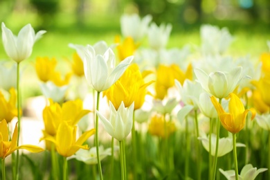 Photo of Blossoming tulips outdoors on sunny spring day