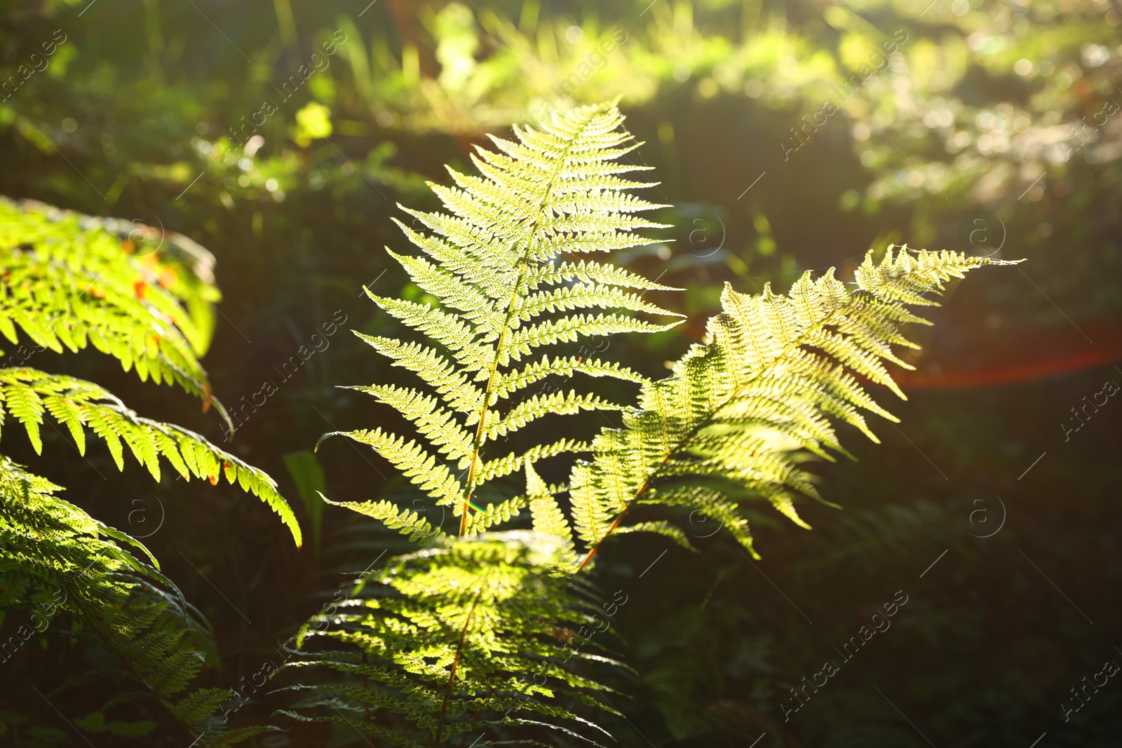 Photo of Fresh green fern leaves on blurred background. Tropical plant