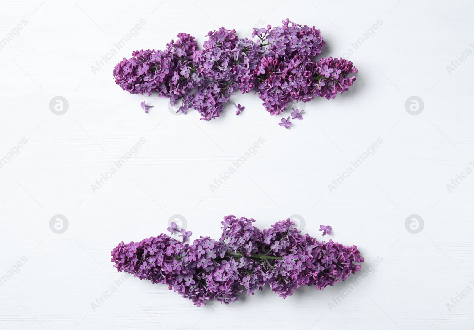 Photo of Beautiful lilac blossom on white wooden background, flat lay. Space for text