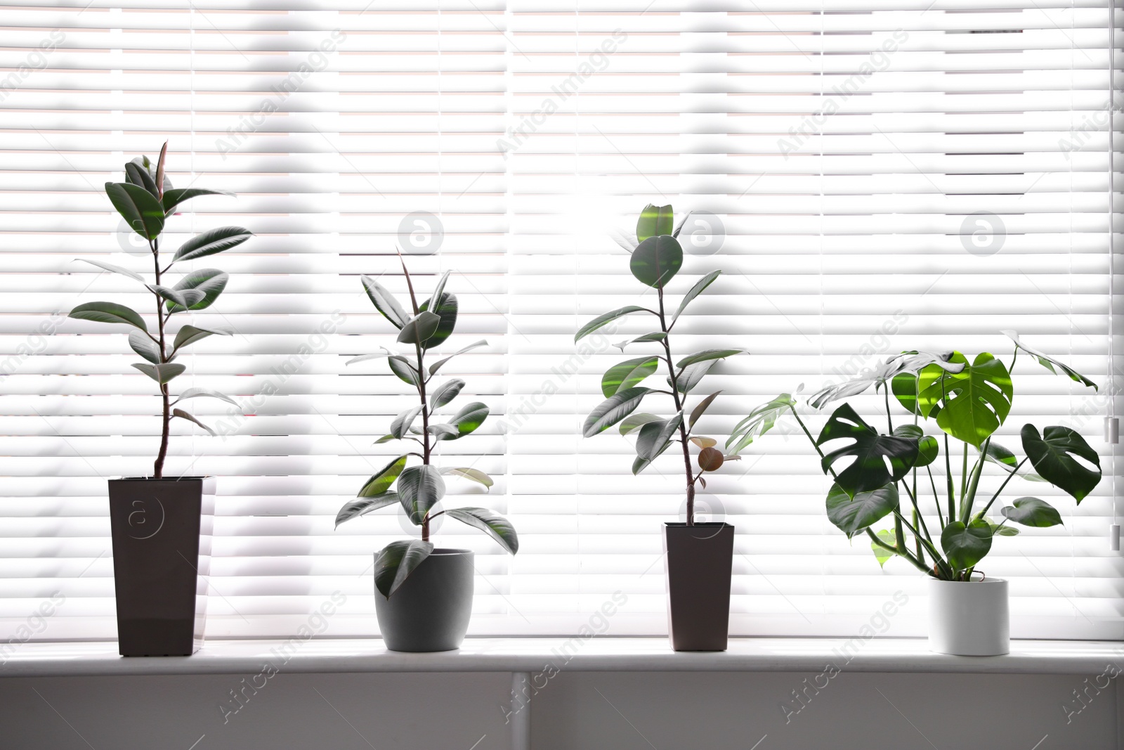 Photo of Beautiful potted plants on window sill at home