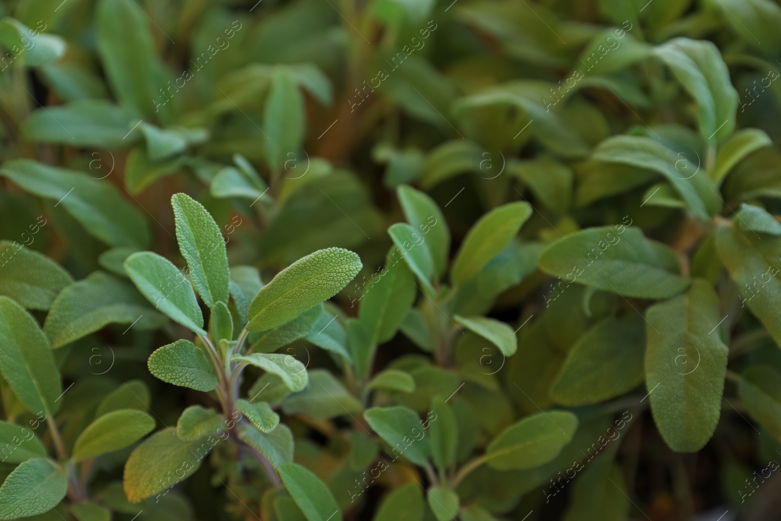 Photo of Closeup view of sage plants as background