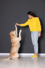 Cute Labrador Retriever giving paw to happy owner near grey wall indoors