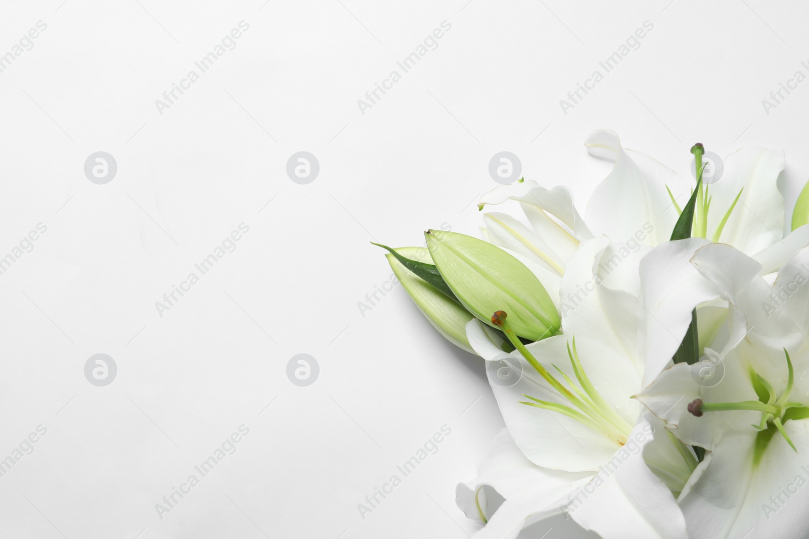 Photo of Beautiful lilies on white background, top view