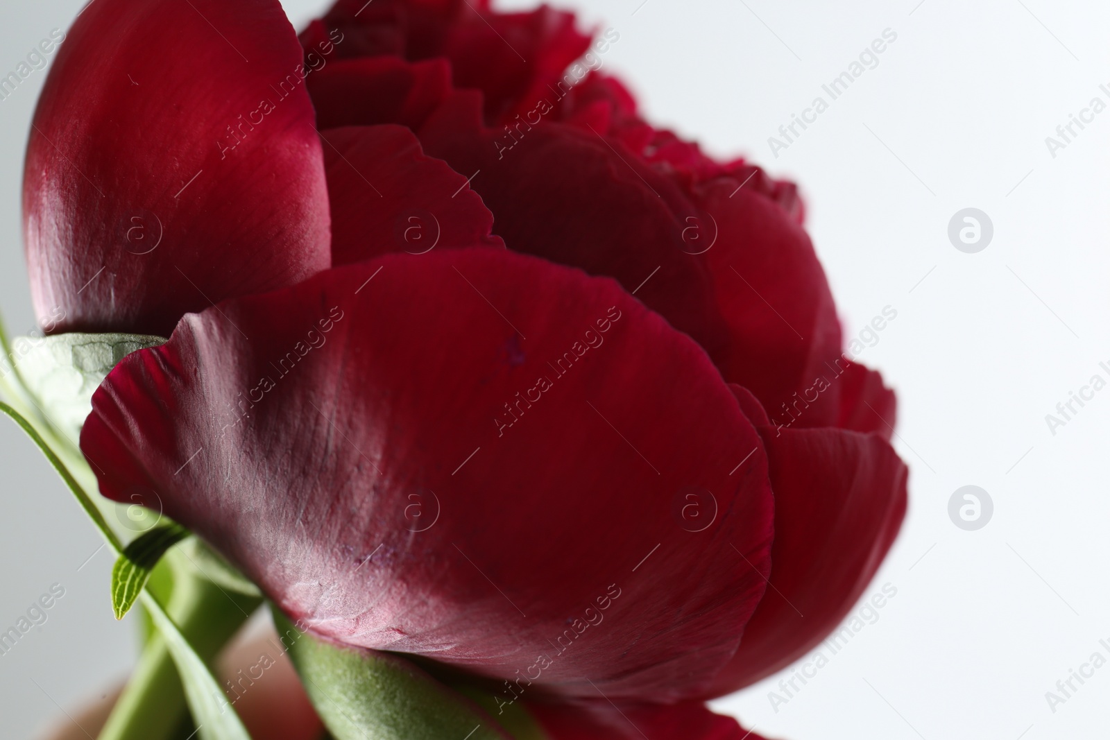 Photo of Beautiful red peony on white background, closeup