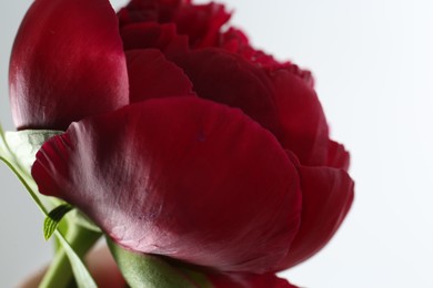 Photo of Beautiful red peony on white background, closeup