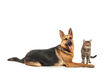 Photo of Adorable cat and dog on white background. Animal friendship