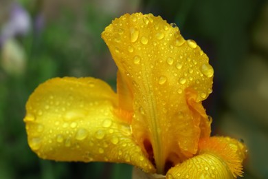 Photo of Beautiful yellow iris flower with dew drops outdoors, closeup