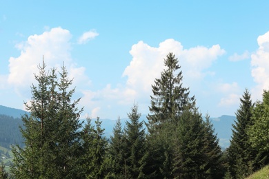 Picturesque view of evergreen forest on mountain slopes