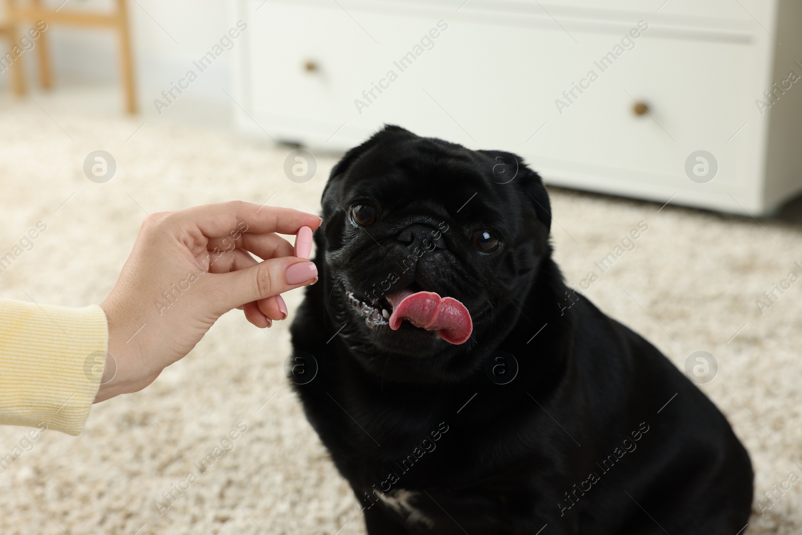 Photo of Woman giving pill to cute Pug dog in room, closeup