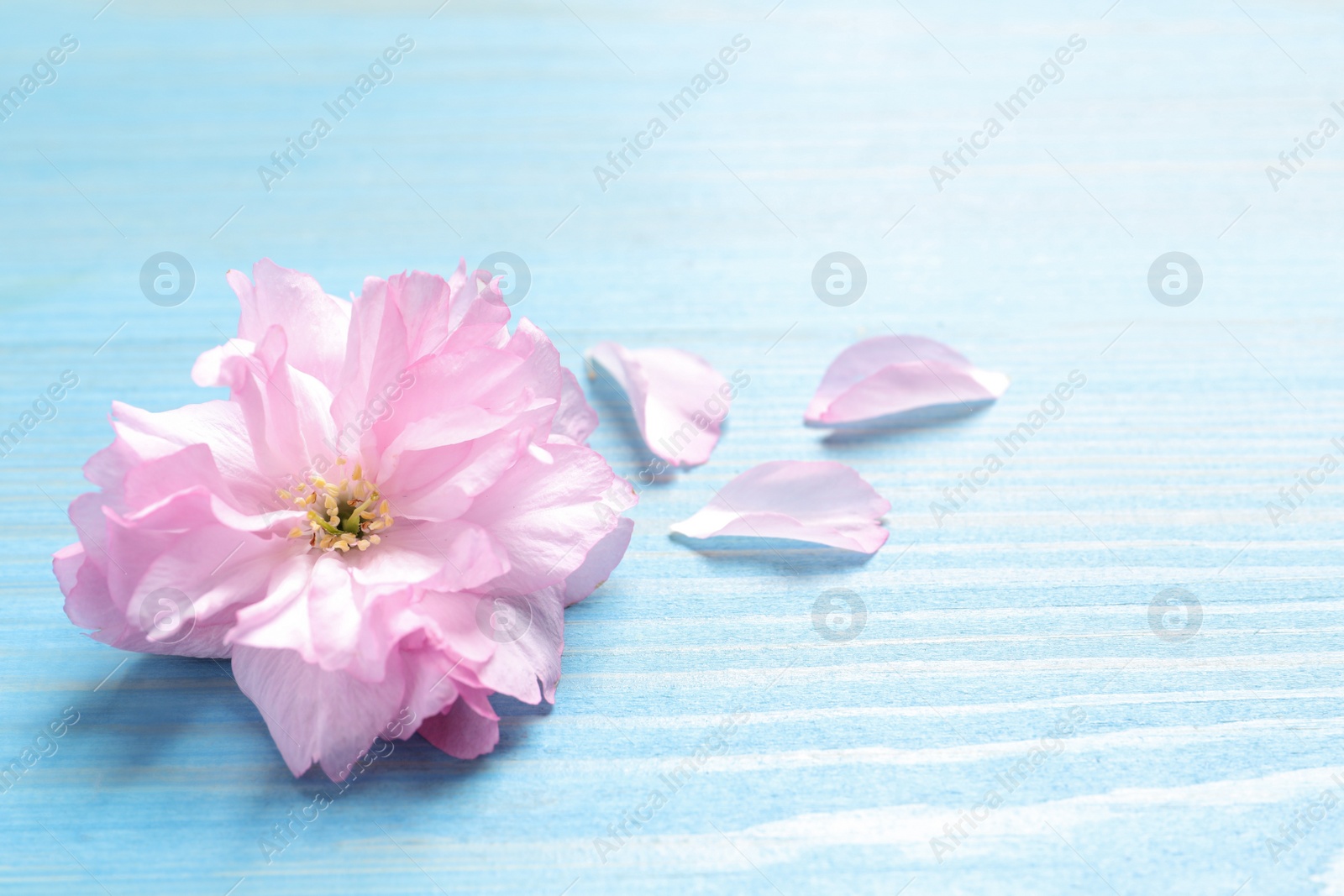 Photo of Beautiful sakura tree blossom and petals on turquoise wooden table. Space for text